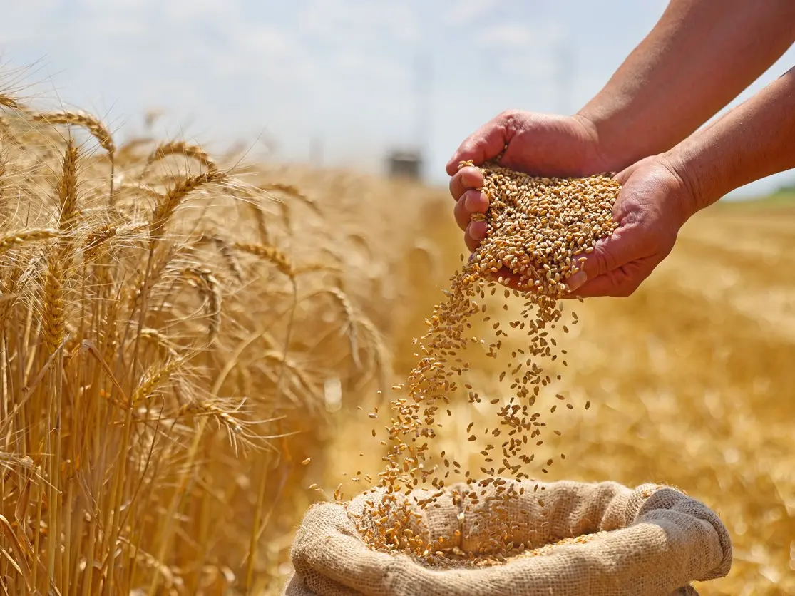 لتغطية نقصه الناجم عن الجفاف.. المغرب يجعل من روسيا مصدر الأول للقمح المستورد عوض فرنسا التي تعاني من انخفاض في المحصول