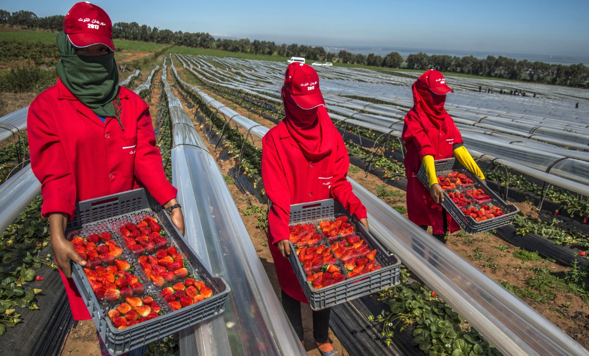  الرباط ومدريد تنسقان وفق بنود جديدة لاستقطاب العمالة الموسمية استعدادًا لموسم جني الفواكه الحمراء في إقليم هويلفا الإسباني 