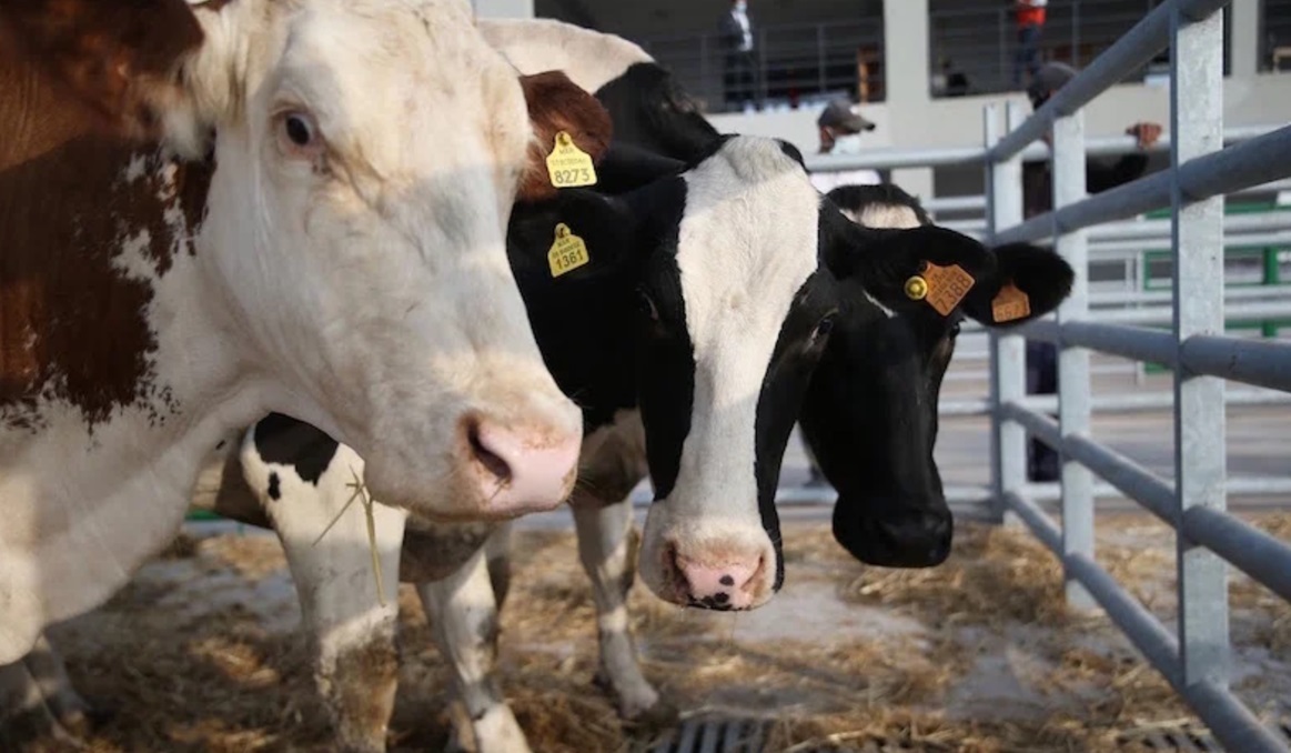 الحكومة تعتمد مجددا مرسوما لوقف استيفاء رسوم استيراد الأغنام والأبقار