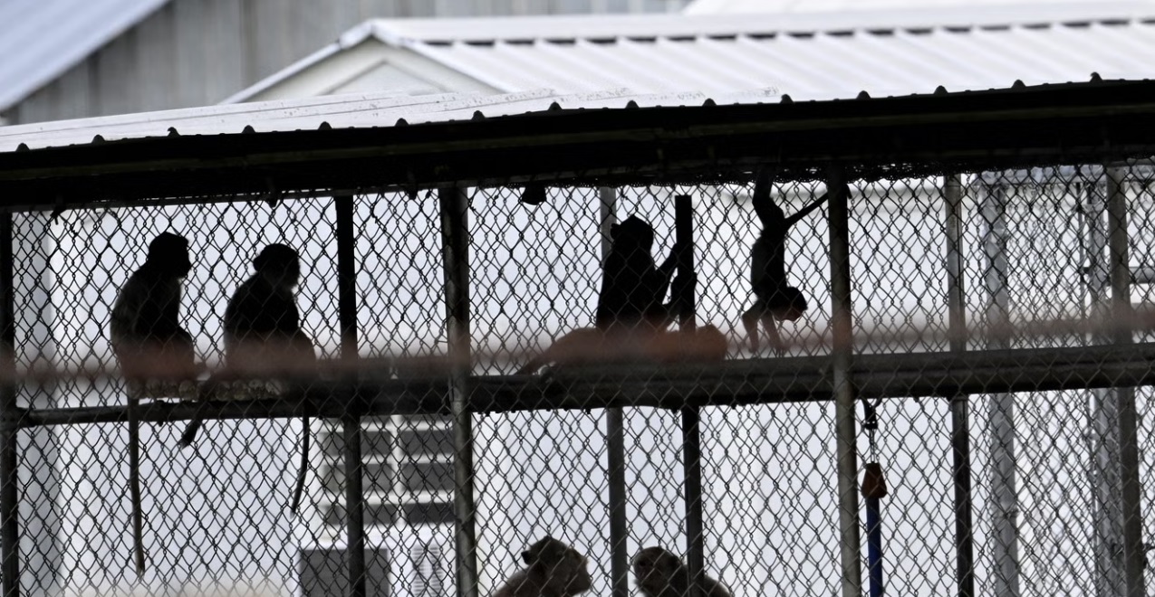 منظمة الصحة العالمية تؤكد أن جدري القردة لا يزال يمثل حالة طوارئ صحية عامة