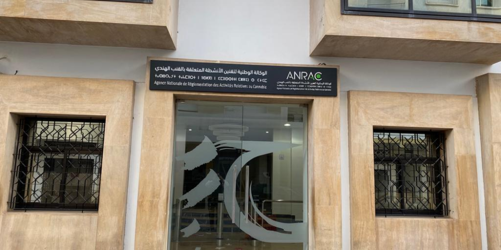  وكالة تقنين أنشطة القنب الهندي تسلم 3371 رخصة جديدة خلال 2024 والإنتاج يتجاوز 4000 طن 