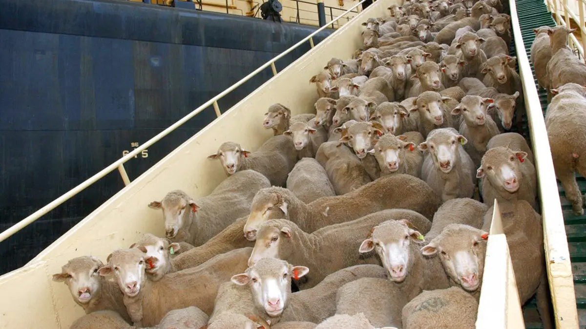 بسبب الجفاف واقتراب العيد.. بعثة مغربية تتجه إلى أستراليا بحثا عن 100 ألف رأس من الماشية