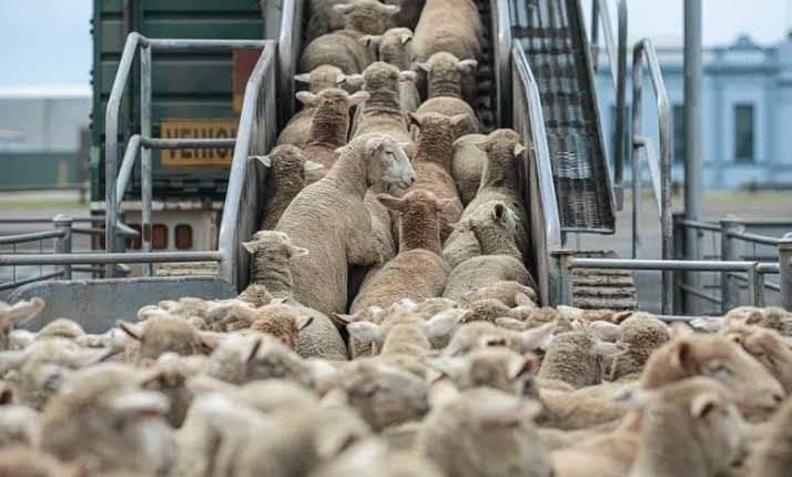 بعدما كان يرفض الاستيراد.. تبون يأمر بطلب عروض دولي لاستيراد مليون رأس غنم لعيد الأضحى بسبب النقص الحاد في القطيع