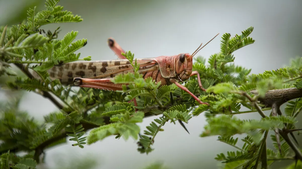 قادما من الجزائر وتونس.. وزارة الداخلية تعلن الرفع من درجات التعبئة والتأهب لمواجهة انتشار الجراد في المغرب