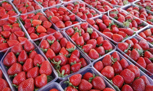  المغرب يسجل رقما قياسيا جديدا في صادرات الفراولة المجمدة إلى اليابان 