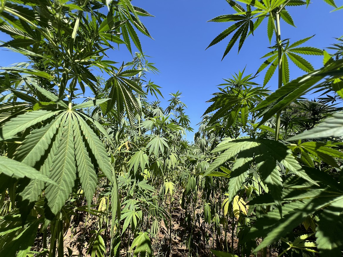  ندوة بالدار البيضاء تناقش تحديات وآفاق تطوير أدوية القنب الهندي 