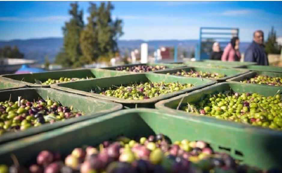 رغم الأمطار الأخيرة التي أحيّت آمال الفلاحين.. مخاوف من رياح"الشركي" تضع موسم جني زيت الزيتون على المحك