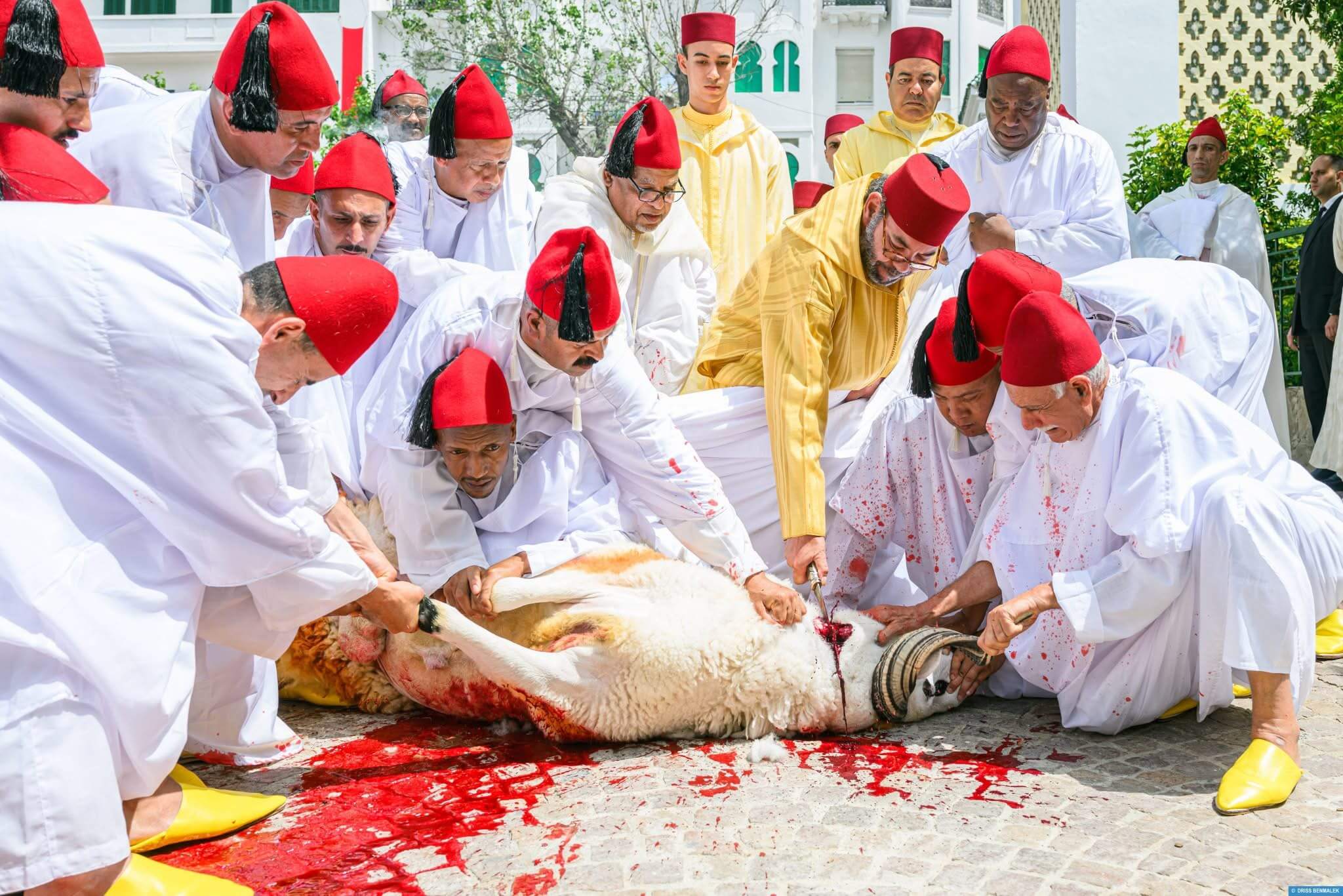  الملك يؤدي صلاة عيد الأضحى بتطوان وينحر كبشين إحياء للسنة النبوية 