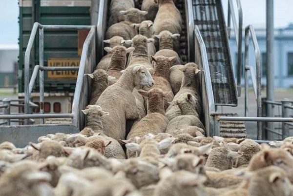 الحكومة تستورد 30 مليون حلقة لترقيم القطيع وسط انتقادات لغياب الرؤية واتهامات بإعادة إنتاج فشل مزمن في تدبير قطاع تربية المواشي