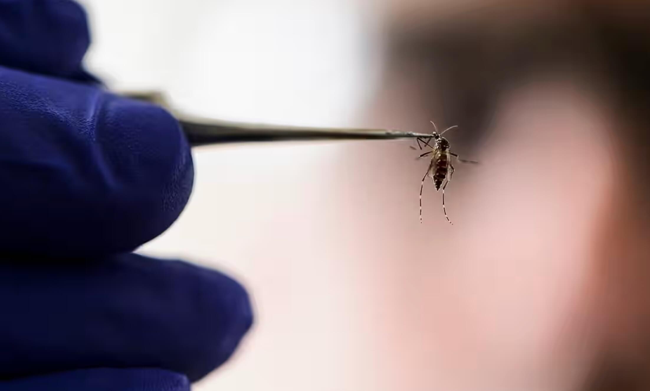 باحثون في مجال المناخ يتخوفون من اجتياح البعوض لأوروبا ونقل أمراض مدارية قاتلة