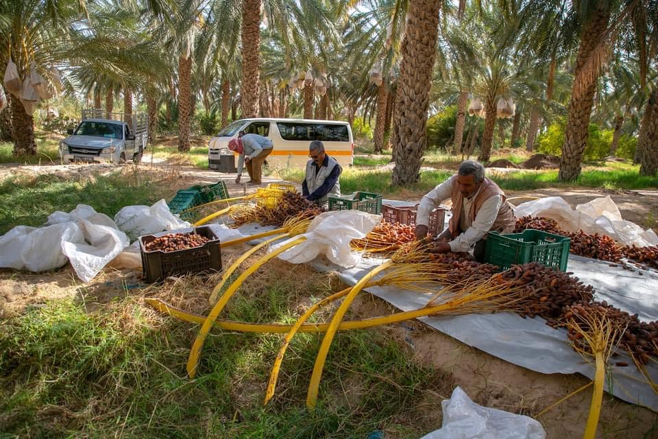  تونس تفقد 3,8 من عائدات صادرات التمور خلال سنة 