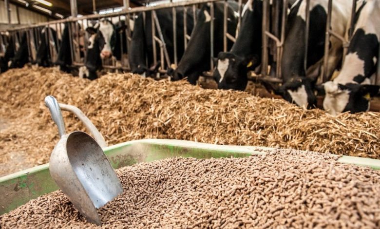 ثماني شركات تحتكر 75% من سوق الأعلاف.. والحكومة متهمة بترك الاحتكار يخنق المنافسة ويرفع أسعار اللحوم