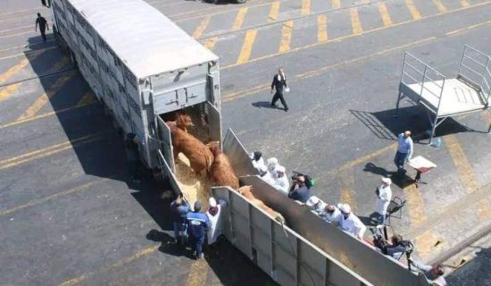 توقيف شاحنتين للعجول بميناء طنجة المتوسط بعد استيراد كميات تفوق الحصة المحددة.. ومصدر جمركي لـ "الصحيفة" : الإعفاء يشمل فقط 150 ألف رأس