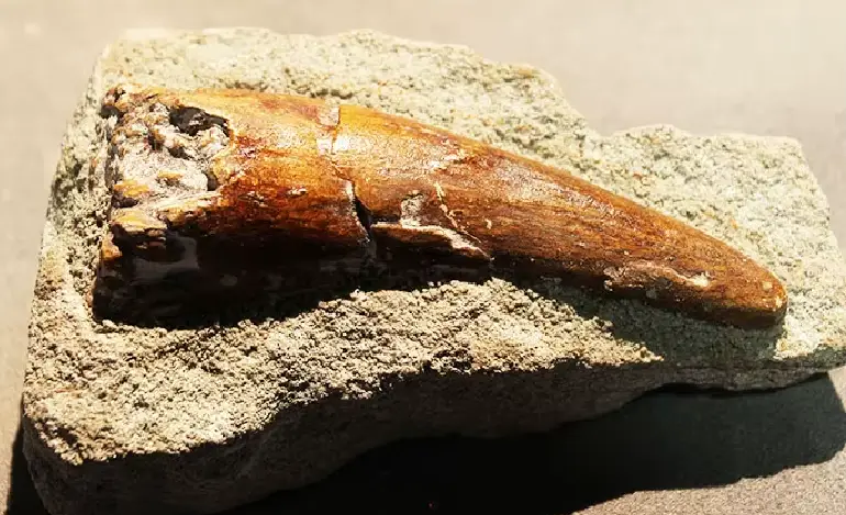  اكتشاف ثلاثة أسنان متحجرة لديناصورات عملاقة في بولمان تعود لنحو 168 مليون سنة 