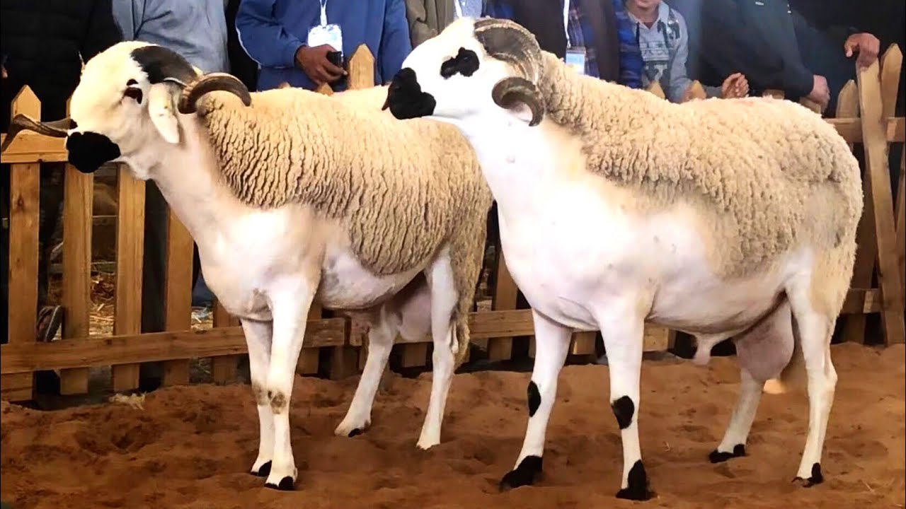  وزارة الفلاحة تُنهي الإعفاء الجمركي لاستيراد الأغنام نتيجة ارتفاع رؤوس المواشي إلى نحو 33 مليونا بعد إلغاء النحر في عيد الأضحى 