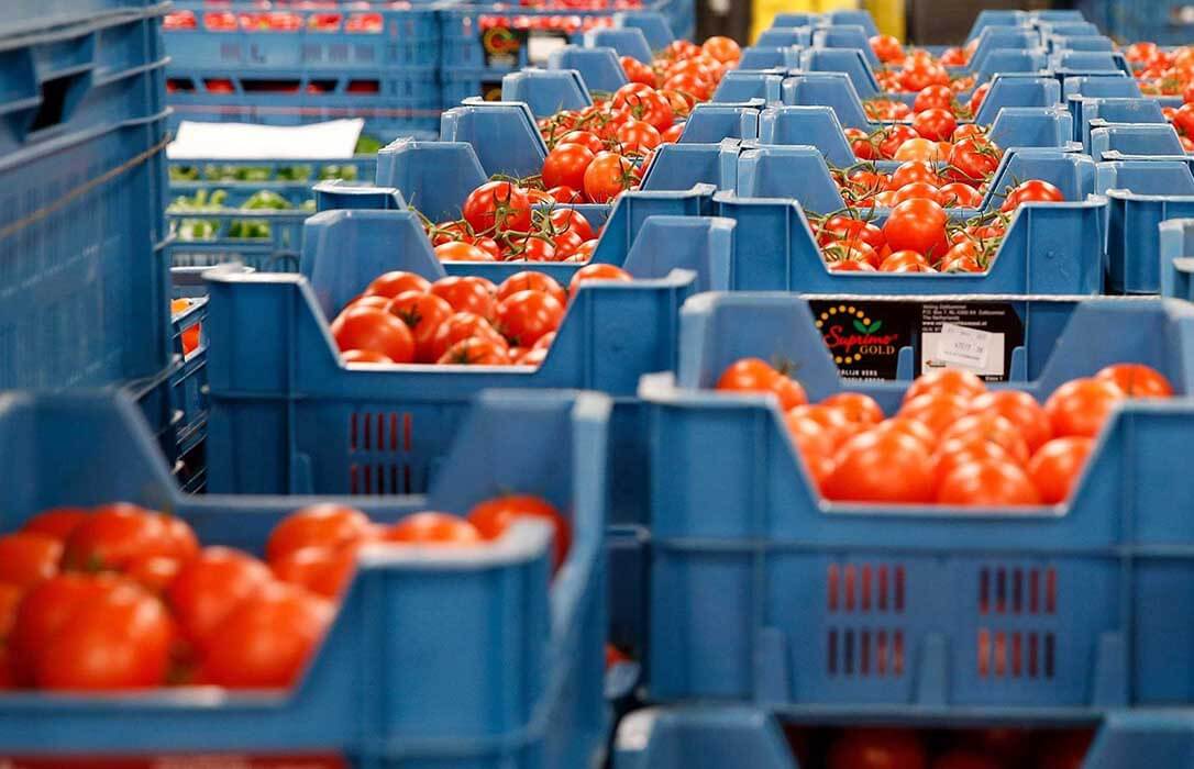 الاتحاد الأوروبي يسحب شحنة طماطم مغربية ملوثة ويمنع توزيعها على أسواق ألمانيا والدنمارك والتشيك وبريطانيا