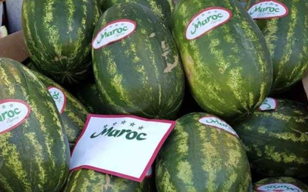 ارتفاع صادرات المغرب من البطيخ الأحمر وسط نقاش استنزاف الثروة المائية.. أخنوش: ما نخسره من الماء يُمكن لسد واحد أن يعوضه!