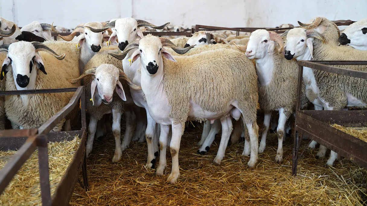  وزارة الفلاحة تطلق عملية صرف الدعم المالي المباشر لمربي الماشية 