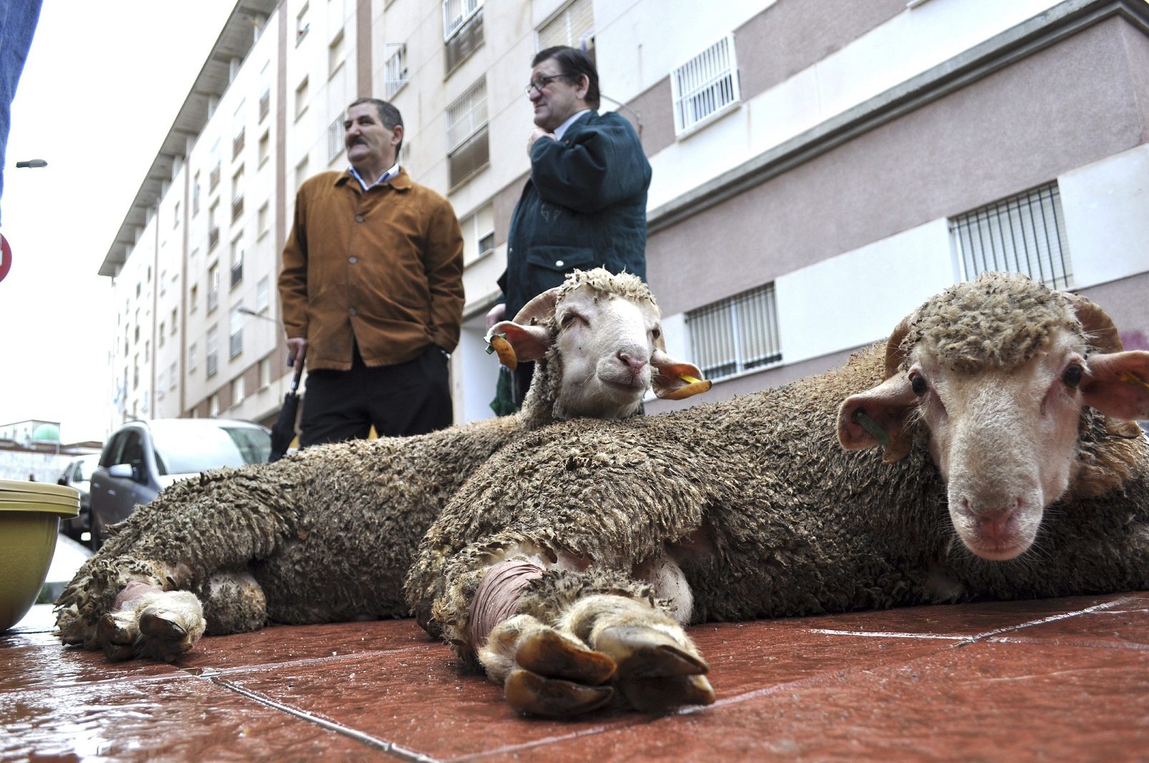 مقترح حزب "فوكس" بحظر عيد الأضحى يفجّر جدلا سياسيا في إسبانيا