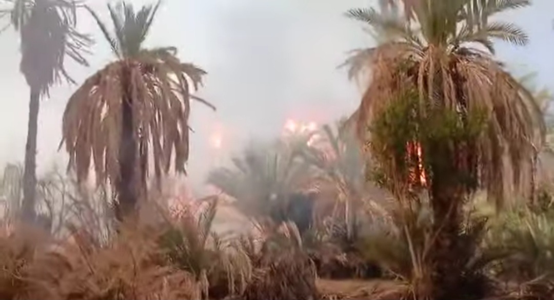 حالة استنفار بطاطا بعد تجدد حرائق النخيل في واحات "تكيسلت"