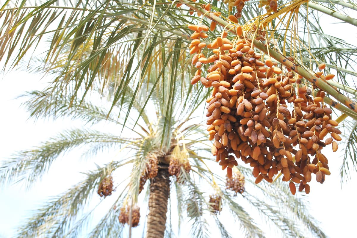 وزارة الفلاحة تتوقع إنتاج أكثر من 10 آلاف طن من التمور بواحات فجيج