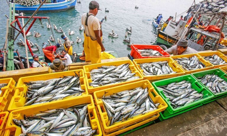 تسويق حوالي 8,2 مليار درهم من المنتجات البحرية حتى نهاية شتنبر 2025