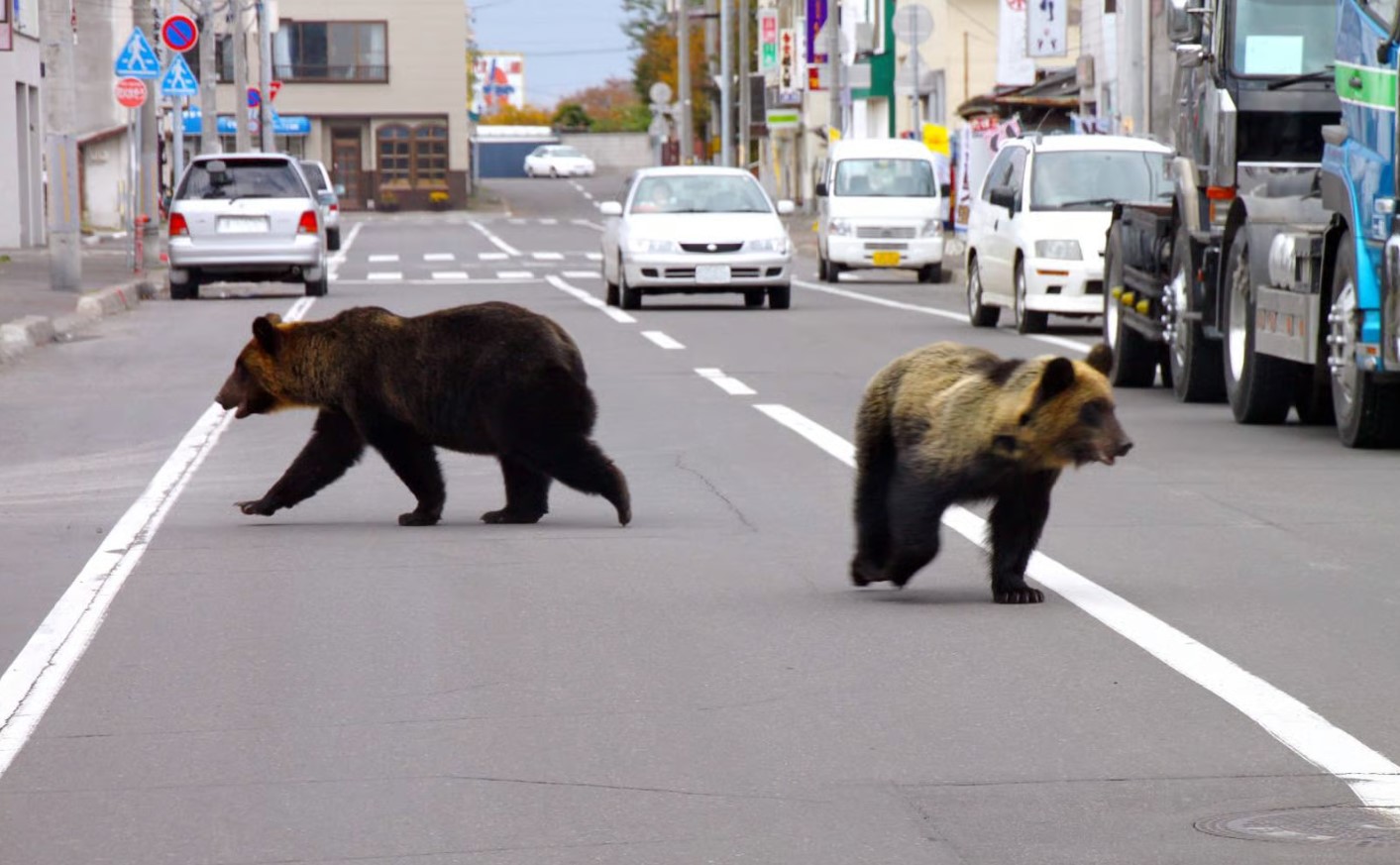 اليابان تستعين بالجيش لمواجهة هجوم للدببة قتل 12 شخصا