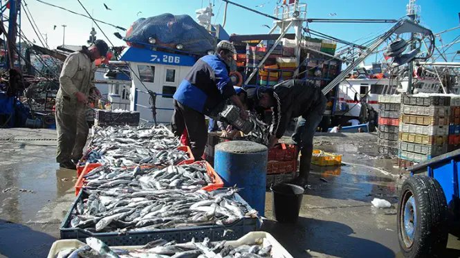  تسويق 9,57 مليار درهم من منتجات الصيد البحري عند متم نونبر 