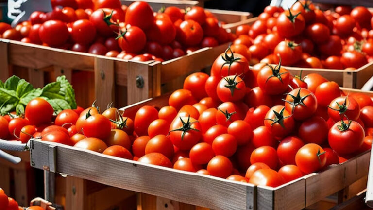 روسيا تحظر دخول شحنة جديدة من الطماطم المغربية والتركية بعد رصد فيروسات خطيرة