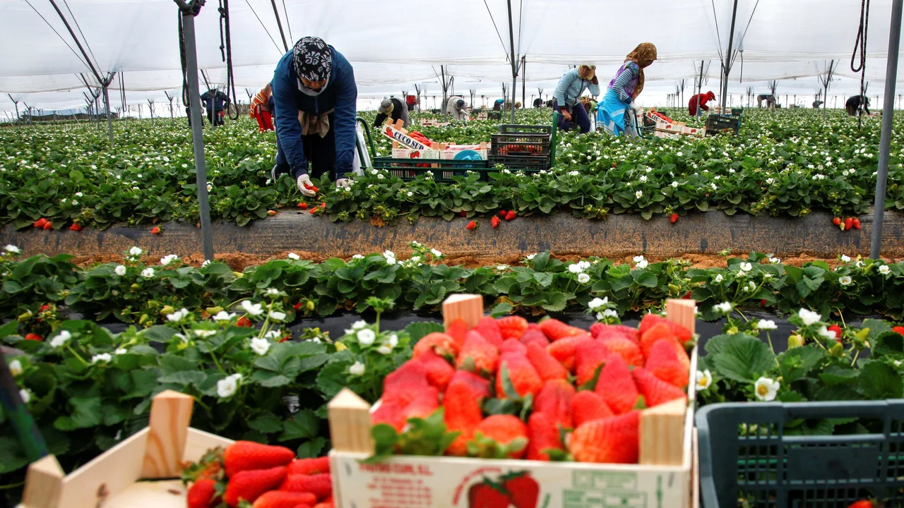  إسبانيا وفرنسا والمغرب يطلقون برنامجًا لمواكبة 3000 عامل بدعم من الاتحاد الأوروبي 