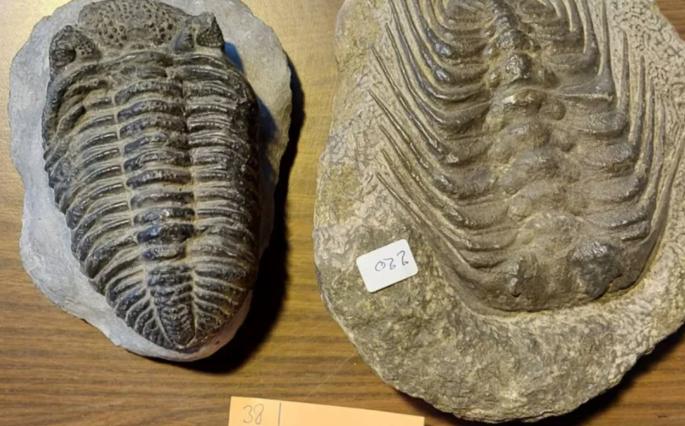 الجمارك الفرنسية تحبط عملية تهريب كنوز نادرة من المغرب