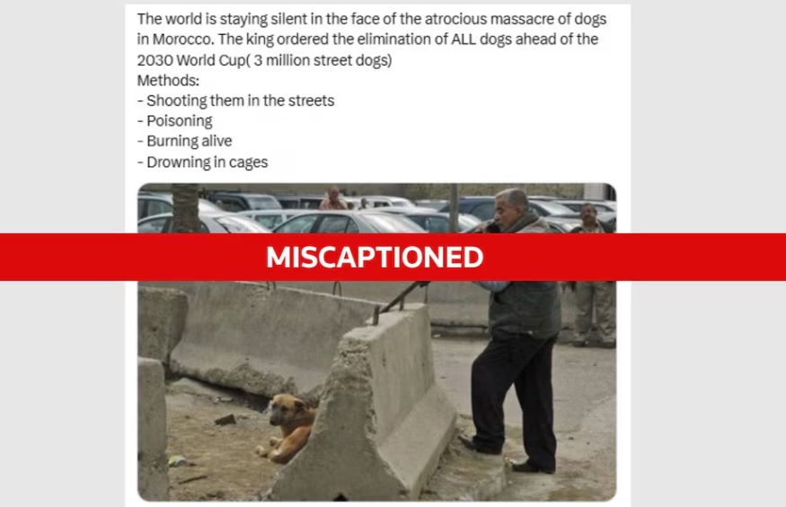  وكالة "رويترز" تكشف حقيقة صورة "مضللة" ادعى ناشروها أنها توثق لـ"مجزرة" ضد الكلاب في المغرب استعدادا للمونديال 