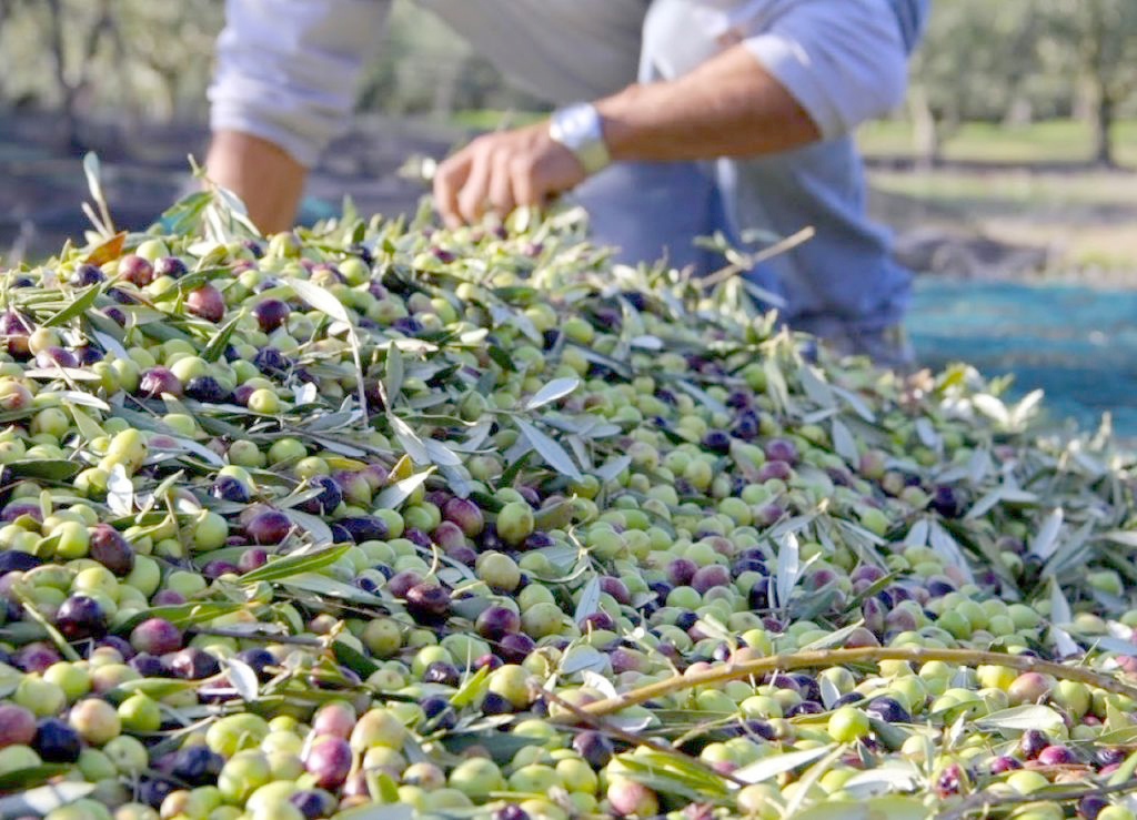  المغرب على أبواب إنتاج "قياسي" للزيتون.. والمهنيون يتوقعون انخفاض أسعار الزيت إلى حدود 50 درهما للتر 