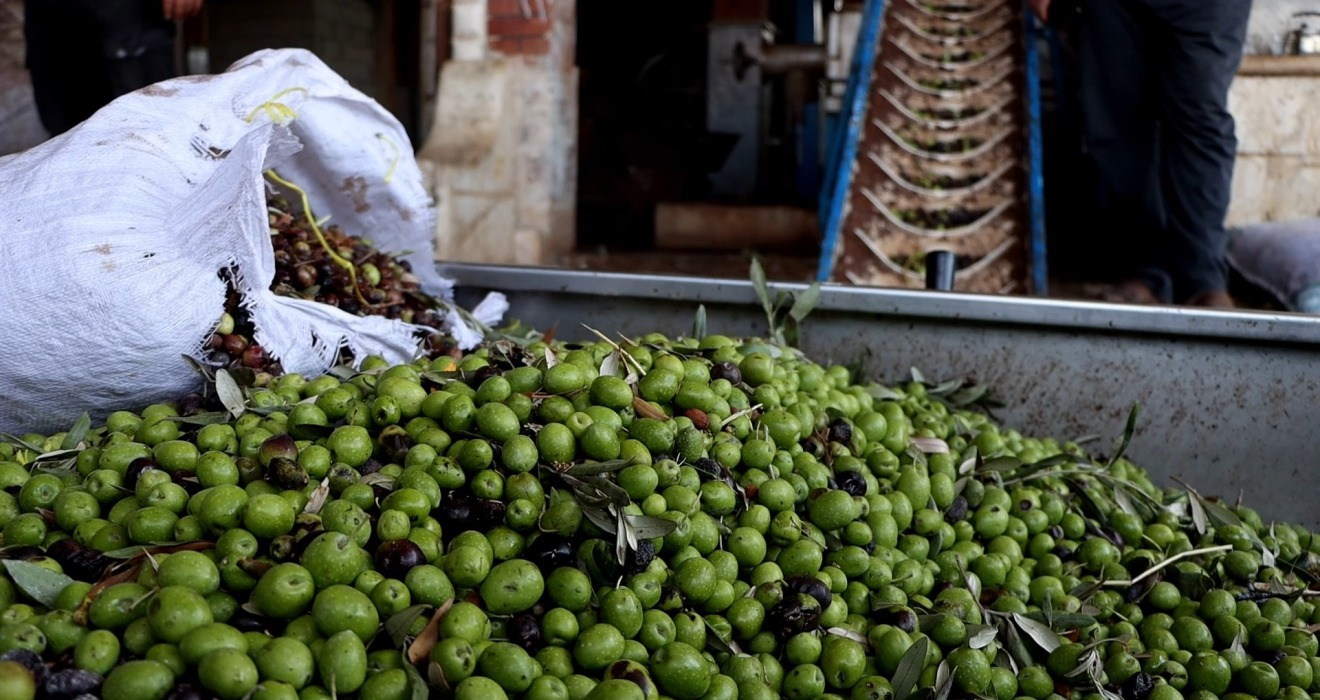 التلوث الناجم عن مخلفات معاصر الزيتون يطارد الوزيرة بنعلي إلى البرلمان