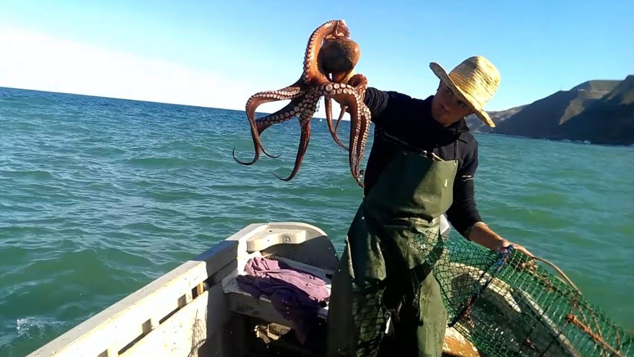 كتابة الدولة المكلفة بالصيد البحري تعلن انطلاق موسم صيد الأخطبوط