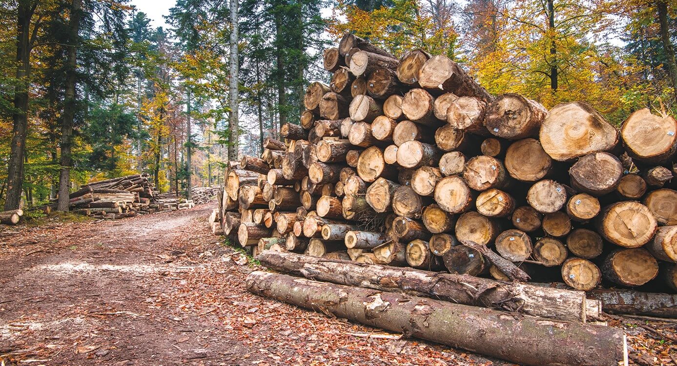  الدرك الملكي بطنجة يُحبط محاولة لسرقة أخشاب الصنوبر من غابة هوارة 