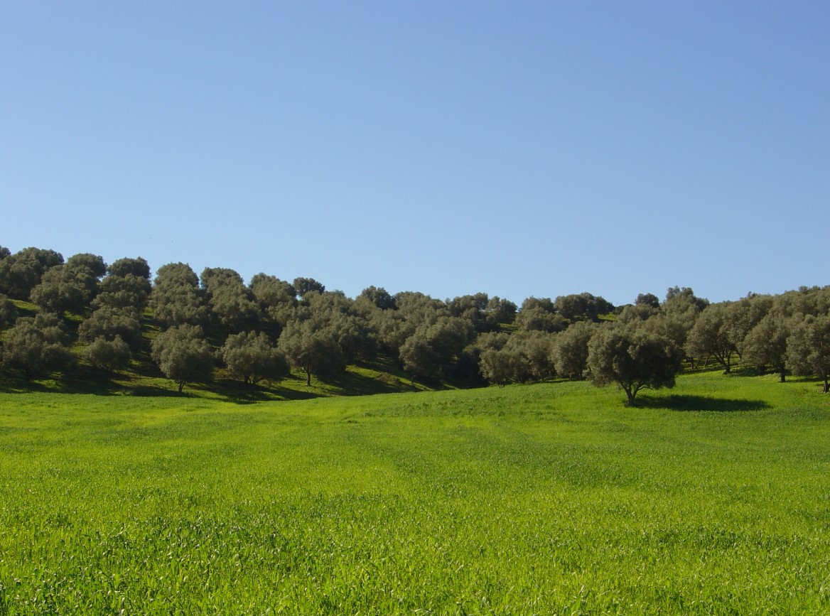 بعد التساقطات المطرية.. الفلاحة تنتعش بجهة طنجة - تطوان - الحسيمة