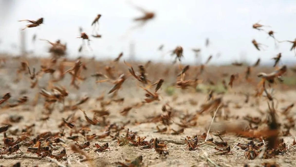 الفاو تحذّر من تصاعد محتمل لنشاط الجراد قرب المغرب وموريتانيا