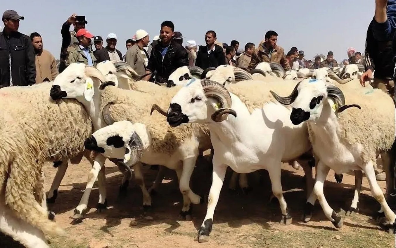 جمعية حماية المستهلك تطالب بتدابير حكومية لضبط أسعار الأضاحي والمحروقات