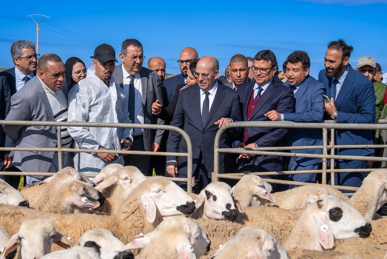 رغم تدخل الملك لإلغاء شعيرة النحر العام الماضي ومنح الدعم العمومي بسخاء.. كيف تبخرت أرقام وزير الفلاحة لينزلق المغرب إلى 
